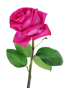 大的完美粉红玫瑰的品种大紫色