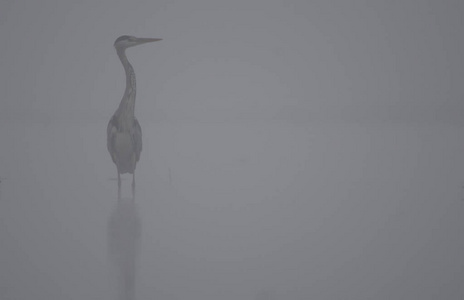 灰色苍鹭在薄雾的早晨图片