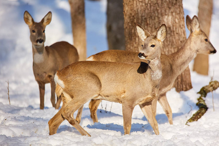 鹿在雪地森林里寻找食物图片