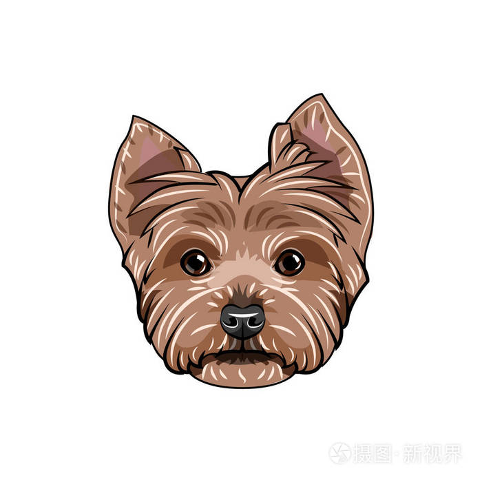 约克郡梗脸狗头约克郡猎犬肖像狗品种向量