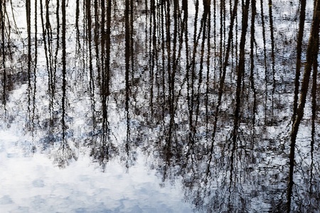 树在湖水中的倒影