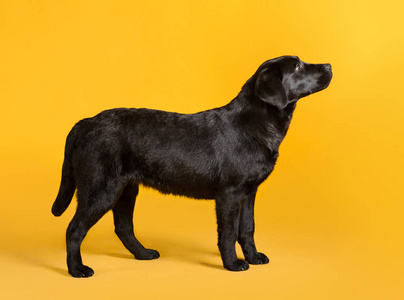 孤立在黄色背景上的黑色拉布拉多金毛猎犬