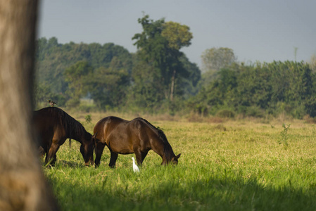 集团的三个年轻的马在牧场上