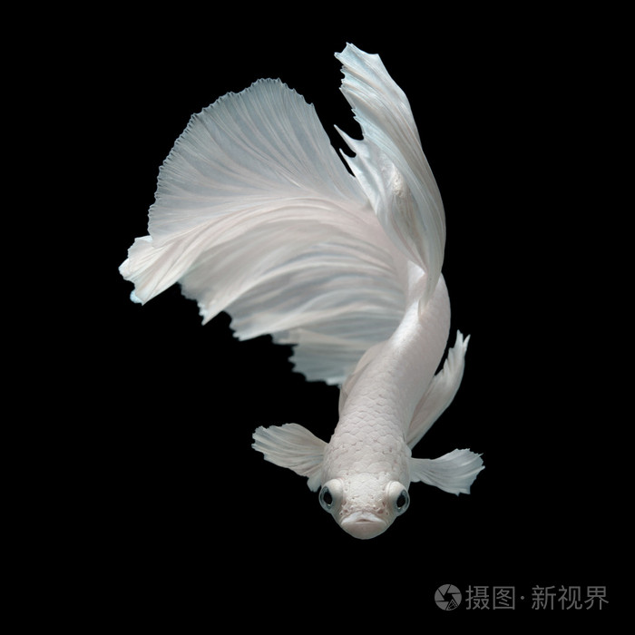 暹罗斗鱼斗鱼照片-正版商用图片0o3rdy-摄图新视界