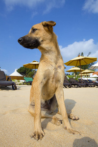 泰国海滩上的狗肖像