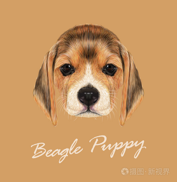 比格犬的矢量插图的肖像
