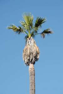 独立棕榈树对蓝天