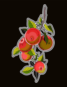 向量苹果树分支例证。老式植物手画插图。苹果树