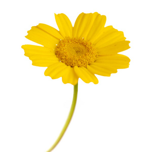 黄色花环菊花