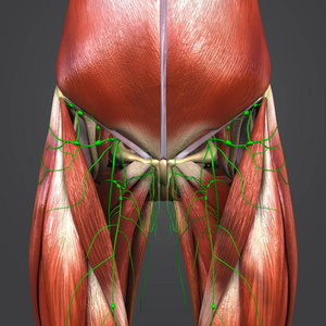 彩色医学插图人的臀部和大腿肌肉和骨骼与淋巴结