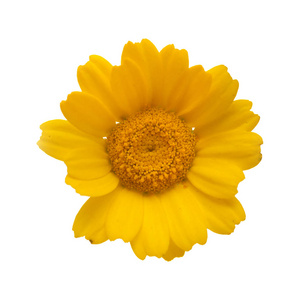 黄色花环菊花