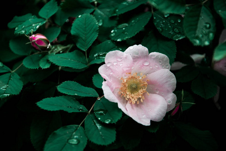 雨后 dogrose 的粉红色花玫瑰