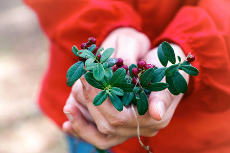 Cowberries 小枝与浆果和叶子在妇女手