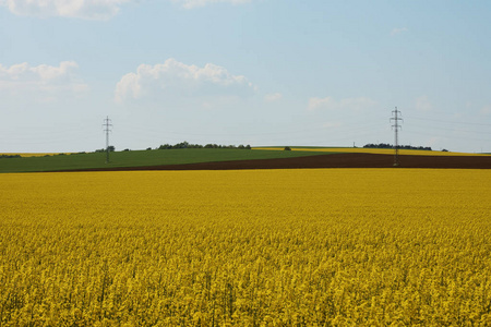 蓝色天空下农田的油菜田, 在南摩拉维亚, 捷克共和国欧洲