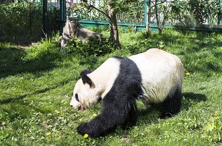 大熊猫熊在草地上行走