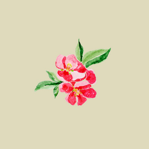 日本的风格。红木瓜花盛开橄榄背景，描述为一个孤立的植物水彩插图
