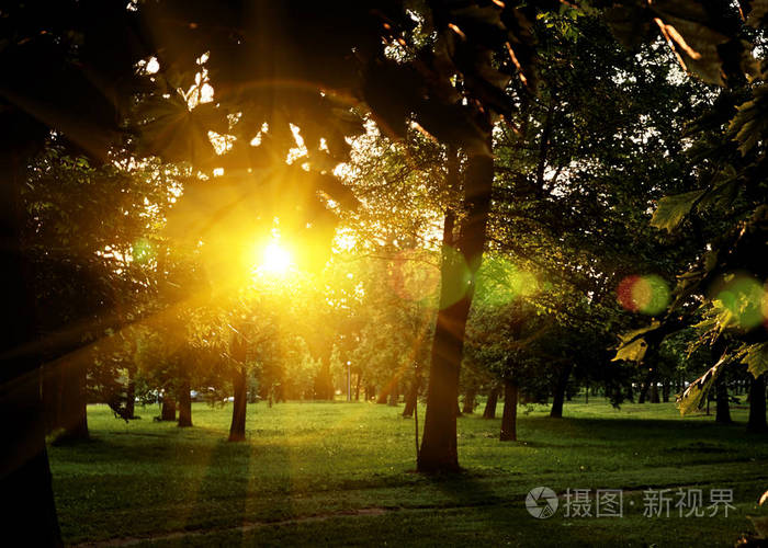夏天阳光明媚的森林树木和青草自然木阳光背景带colorfu透镜耀斑的