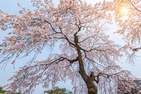 樱花树春天的背景或复制空间文本