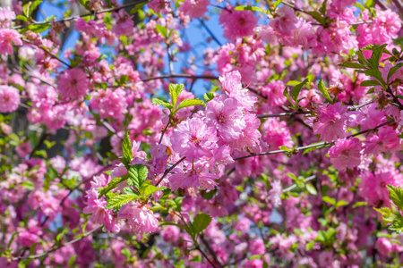 日本樱花樱花盛开的花朵