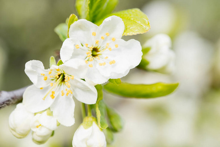 春天的樱花 白色鲜花特写 选择性焦点和浅景深
