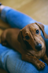 腊肠犬小狗和主人