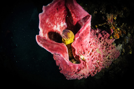 海鳗 Muraenidae 伸出珊瑚礁