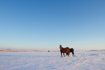 在西伯利亚的田野上放牧的马匹