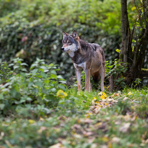 灰神经狼犬狼疮