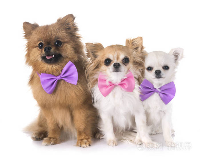 博美犬和吉娃娃