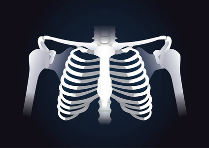人类肋骨人类的肋骨矢量照片