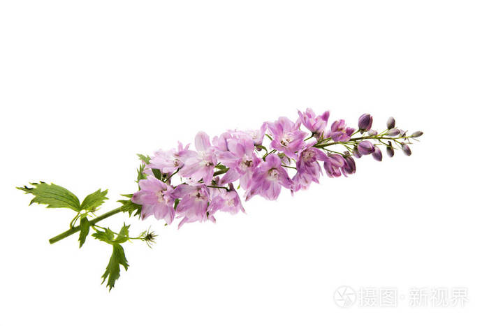 孤立的粉红色飞燕草
