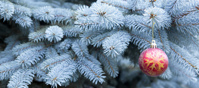 蓝松枝和红色圣诞球