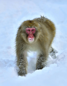 雪猴。日本猕猴 科学名字 猕猴 fuscata, 也被称为雪猴