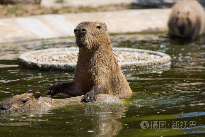 豚hydrochoerushydrochaeris