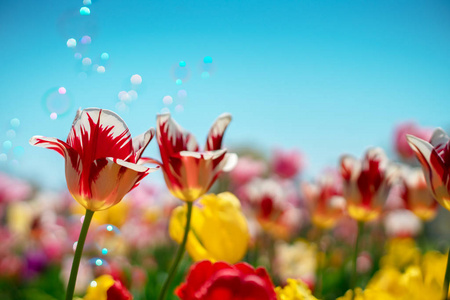 一群五颜六色的盛开的郁金香在花园里。自然弹簧背景