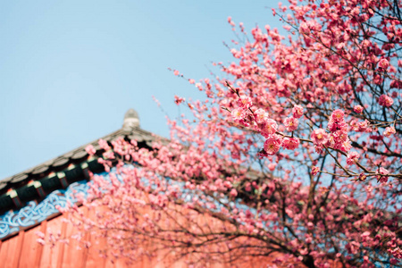 红梅花与韩国传统住宅