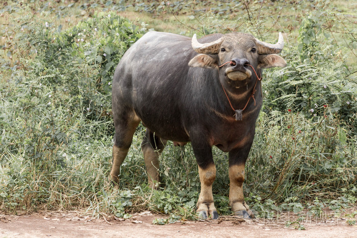 水牛或国内亚洲水牛
