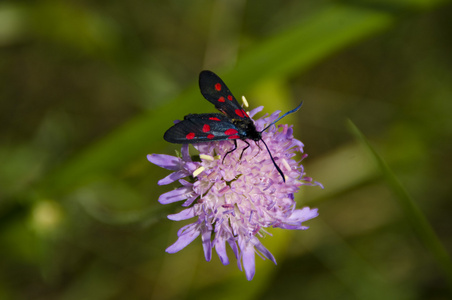 蝴蝶 Zygaena 三叶草