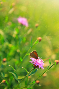 微距拍摄蝴蝶和矢车菊