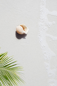 海贝壳在热带海滩和棕榈背景的看法