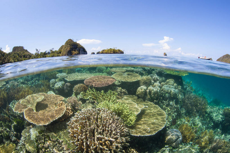 美丽的珊瑚礁建筑珊瑚生长在一个浅礁在 Ampat, 印度尼西亚。由于海洋生物多样性, 这个热带地区被称为珊瑚三角形的心脏。