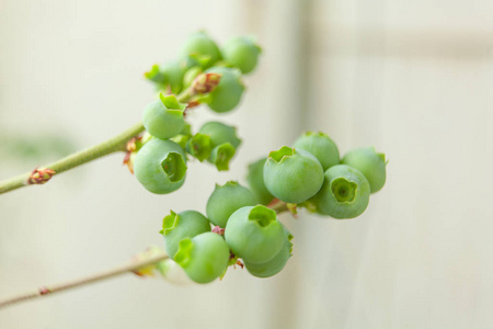 花园春季树枝上未成熟蓝莓浆果的研究