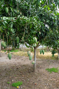高品质的免费股票形象的绿色芒果在树上的果园。芒果是一种营养丰富的食物, 含有大量的维他命, 青芒果很酸。