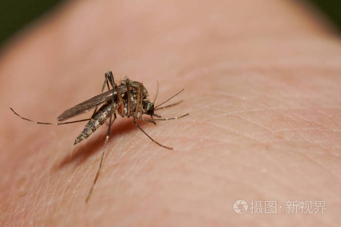 人类手臂上的蚊子吸血