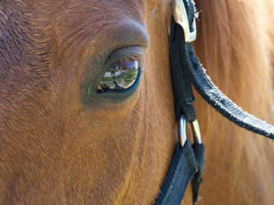 匹棕色的马的眼睛