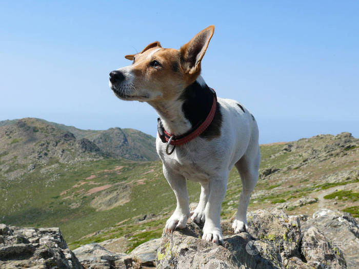 杰克罗素猎犬狗摆在石头上