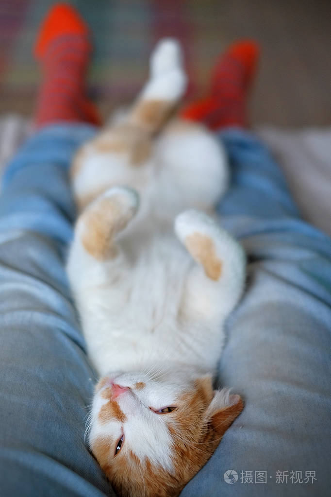 放松可爱的猫躺在人的腿上