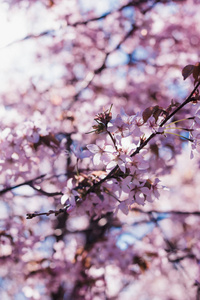 盛开的樱桃树枝春天俄罗斯