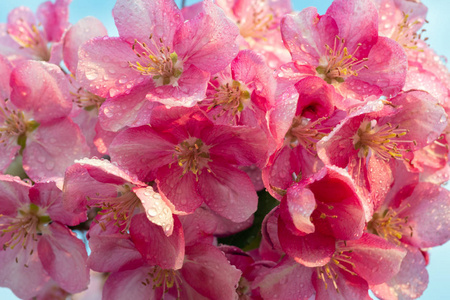 日本樱花, 樱花, 花枝上的自然背景。美丽的春天细腻和柔情的概念背景