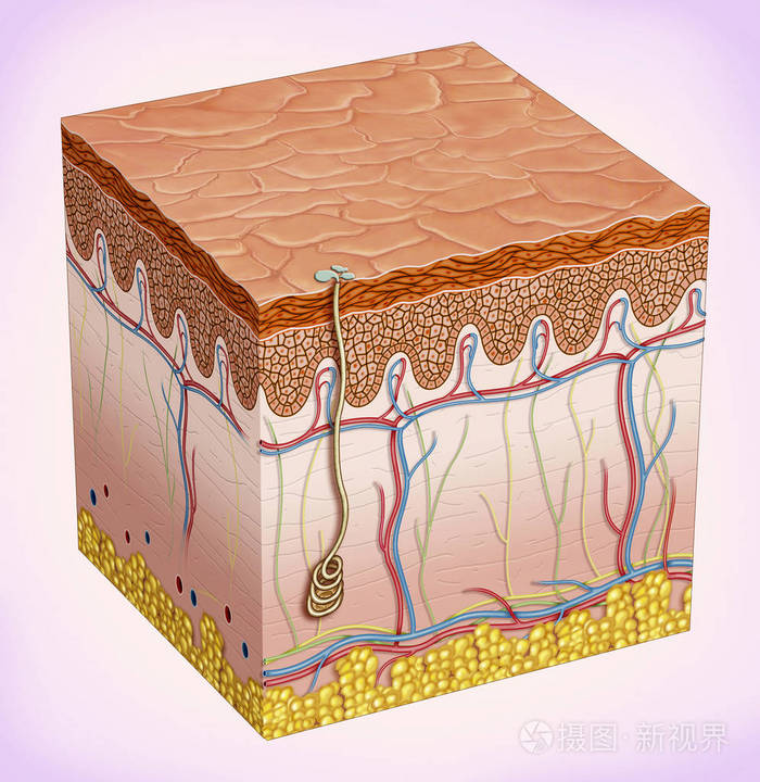 有三个主要的层 thethey 组成: 表皮, 真皮, 皮下组织和皮肤配件如
